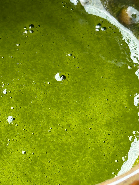 Matcha de cérémonie - Organic - Matsu - 松